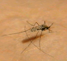 MALARIA - HIPERnatural.COM