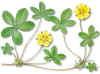 Quinquefolia (cincoenrama  potentilla reptans) - HIPERnatural.COM