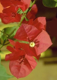 Summer (bougainvillea glabra) - HIPERnatural.COM