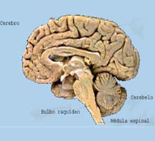 BRAINCANCER - HIPERnatural.COM