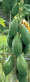 ABABAYA (papayo carica papaya) - HIPERnatural.COM