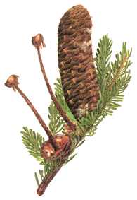 REDCEDAR (piceaabies(l.)kars.) - HIPERnatural.COM