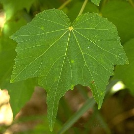 ABUTILON (abutilonvitifolium) - HIPERnatural.COM