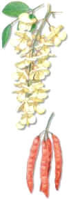 ACACIA (robinia pseudoacacia) - HIPERnatural.COM
