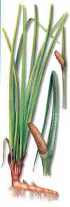 ÁCORO (cálamo aromático acorus calamus) - HIPERnatural.COM