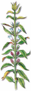 ALEGRÍA (sésamosesamum indicum l.) - HIPERnatural.COM