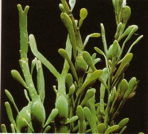 ALGAFUCUS (fucusvesiculosusl) - HIPERnatural.COM