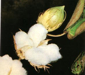 Cotton (algodonerogossypium herbaceum) - HIPERnatural.COM