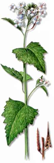 ALIARIA (alliariaofficinalis) - HIPERnatural.COM