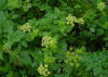 CELERYMACKEREL (apiocaballarsmyrniumolusatrum) - HIPERnatural.COM