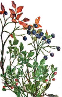 Blueberries (VACCINIUM MYRTILLUS L.) - HIPERnatural.COM