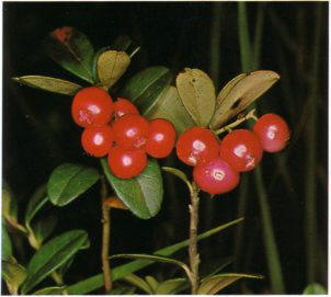 Lingonberry (vaccinumvitis-idaea) - HIPERnatural.COM