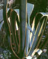 AZABARA (agaveagave americana) - HIPERnatural.COM