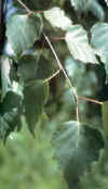 BIEZO (abedul  betula alba) - HIPERnatural.COM