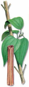 CINNAMON (cinnamomum zeylanicum blume) - HIPERnatural.COM