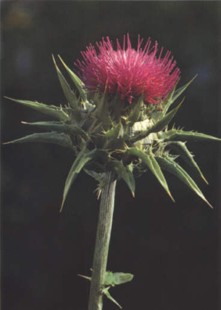 CARDOMARINO (silybummarianum) - HIPERnatural.COM