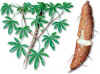 CASAVA (yuca manhiot esculenta) - HIPERnatural.COM