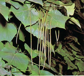 Catalpa (bignoniacatalpa) - HIPERnatural.COM