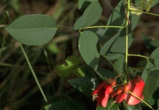 CEIBA (erythrinacrista-galli.) - HIPERnatural.COM