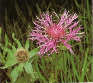 CENTAUROMAYOR (centaureacentaurum) - HIPERnatural.COM