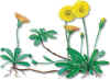 CERRILLEJO (vellosilla hieracium pilosella) - HIPERnatural.COM