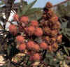 CHERVA (ricino ricinus communis) - HIPERnatural.COM