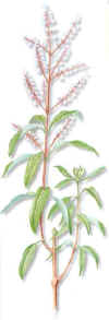 CIDRÓN (hierba luisalippia triphylla kuntze) - HIPERnatural.COM