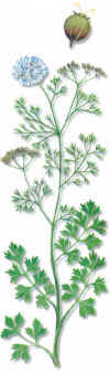 CILANDRO (cilantro coriandrum sativum) - HIPERnatural.COM