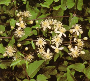 Clematis () - HIPERnatural.COM