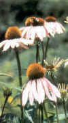 ECHINACEA (echinacea) - HIPERnatural.COM