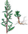 EPAZOTE (pazote chenopodium ambrosioides) - HIPERnatural.COM