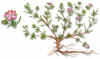 ESPERGULARIA ROJA (arenaria rojaspergularia rubra) - HIPERnatural.COM