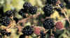 ESPINO NEGRO (zarza rubus fruticosus) - HIPERnatural.COM