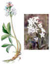 FEBRINO (trébol de agua menyathes trifoliata) - HIPERnatural.COM