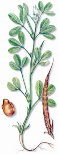 FENOGRECO (alholva trigonella foenum-graecum) - HIPERnatural.COM
