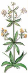 Garanza (rubiarubia tinctorum) - HIPERnatural.COM