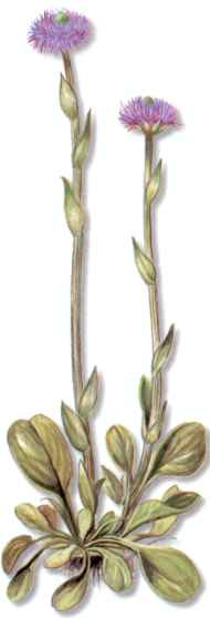 GLOBULA MAYOR (globularia vulgaris) - HIPERnatural.COM