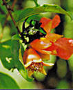 GRANADA (punica granatum) - HIPERnatural.COM