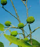 GUASIMO (guazuma ulmifolia) - HIPERnatural.COM