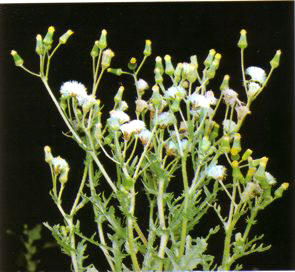 HIERBA CANA (senecio vulgaris) - HIPERnatural.COM