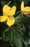 HIERBA DE LAS VERRUGAS (celidonia chelidonium majus) - HIPERnatural.COM