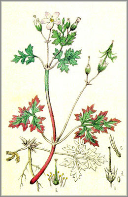 HERBSANROBERTO (geraniumrobertianum) - HIPERnatural.COM