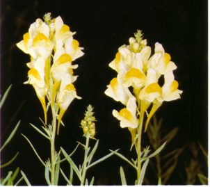 Linaria (linariavulgaris) - HIPERnatural.COM