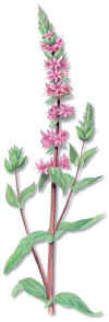 LISIMAQUIA ROJA (salicarialythrum salicaria) - HIPERnatural.COM