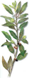 LOREDA (laurel laurus nobilis) - HIPERnatural.COM