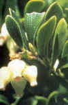 MANZANILLA DE PASTOR (gayuba  arctostaphylos uva ursi) - HIPERnatural.COM