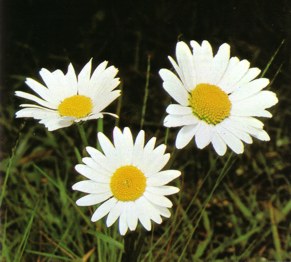 MARGARITA MAYOR (chrysanthemum leucanthemum) - HIPERnatural.COM