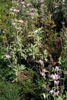 MATAGALLO (phlomispurpurea) - HIPERnatural.COM