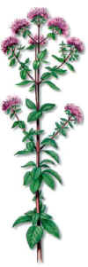 MEJORANA SILVESTRE (oréganooriganum vulgare) - HIPERnatural.COM