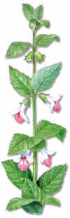MELISA SILVESTRE (toronjil silvestremelittis melissophyllum) - HIPERnatural.COM